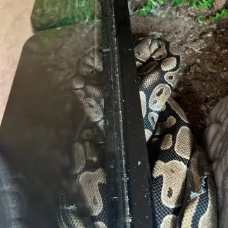 Review #225794, image #3