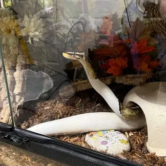 Review #227299, image #1