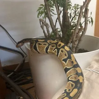 Review #227412, image #1