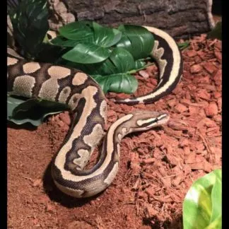 Review #225794, image #1