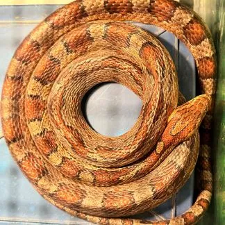 Review #227347, image #1