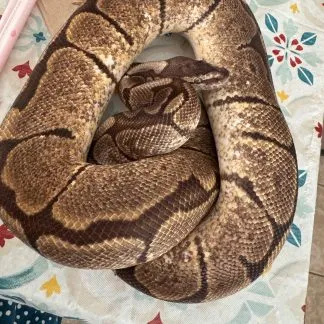 Review #227302, image #5