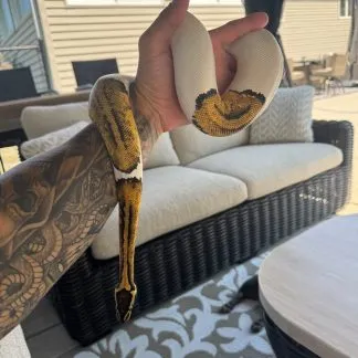 Review #226037, image #5