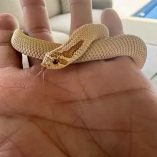 Review #226037, image #1