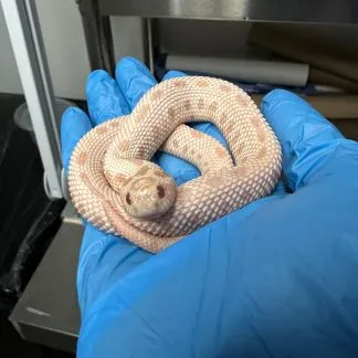 Review #227313, image #4