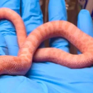 Review #227313, image #1