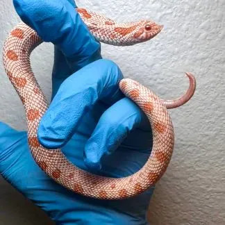 Review #227313, image #3