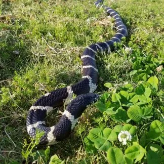 Review #226089, image #1