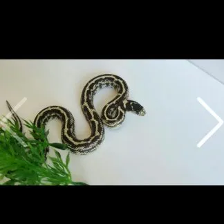 Review #229357, image #1