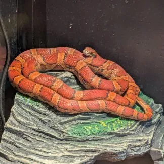 Review #228402, image #1