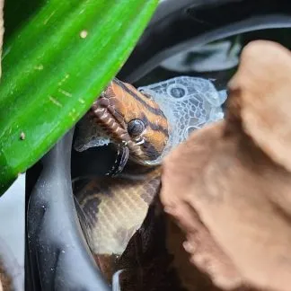 Review #229953, image #1