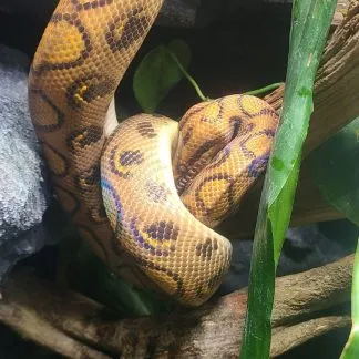 Review #229953, image #2