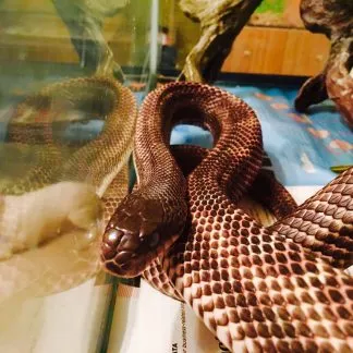 Review #228963, image #2