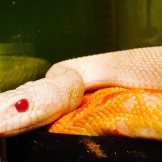 Review #228963, image #1