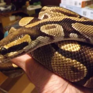 Review #229650, image #1