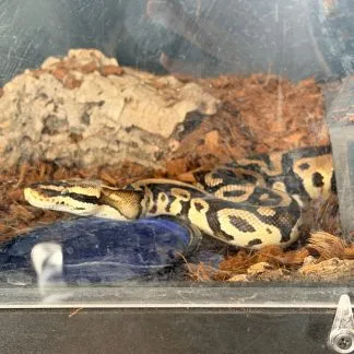 Review #229666, image #1