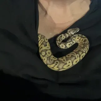 Review #229753, image #5