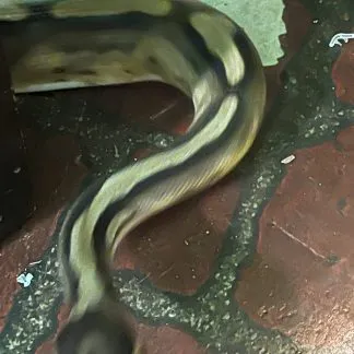 Review #229753, image #3