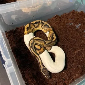 Review #229753, image #4