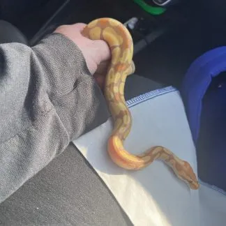 Review #229753, image #2