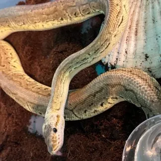 Review #229753, image #1