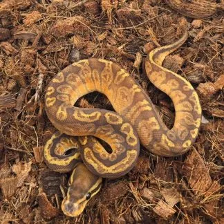 Review #229617, image #5