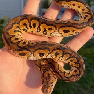 Review #229617, image #4