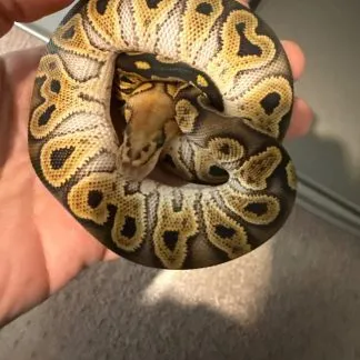 Review #229617, image #3