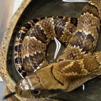 Review #229617, image #2