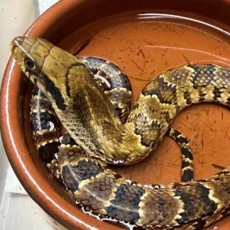 Review #229617, image #1