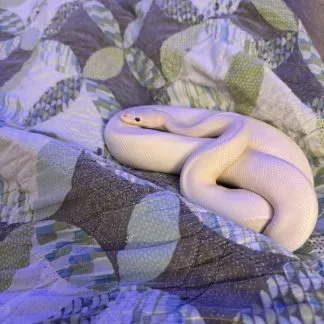 Review #229279, image #3