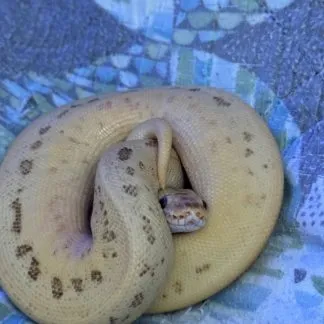 Review #229279, image #2