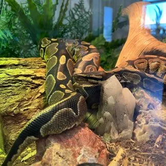 Review #228870, image #1