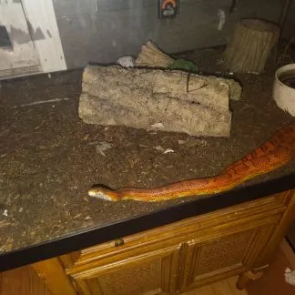 Review #232239, image #4