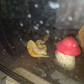 Review #232239, image #3