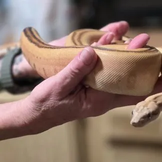 Review #231977, image #4