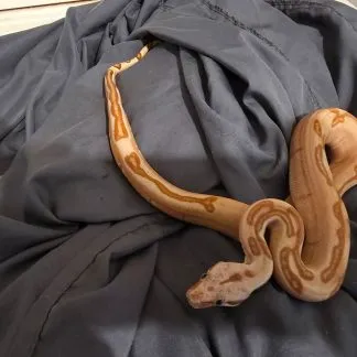 Review #231977, image #1