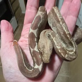 Review #231977, image #2