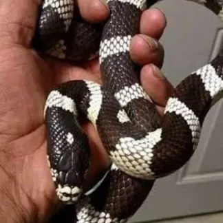 Review #230844, image #1