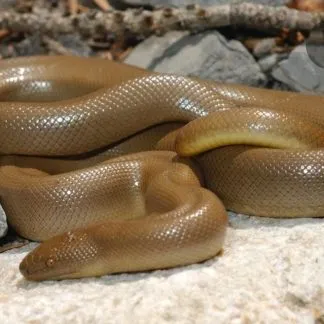 Review #232657, image #1