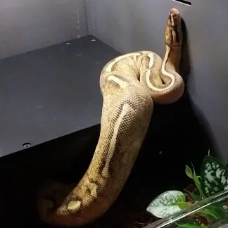 Review #232247, image #1