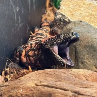 Review #233369, image #1