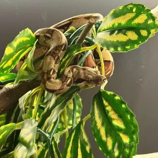 Review #231918, image #1