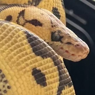 Review #232584, image #2