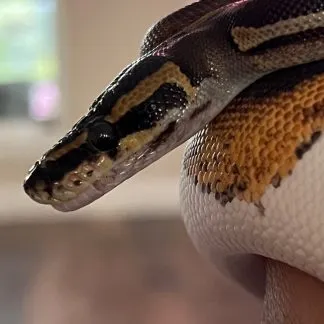 Review #232584, image #1