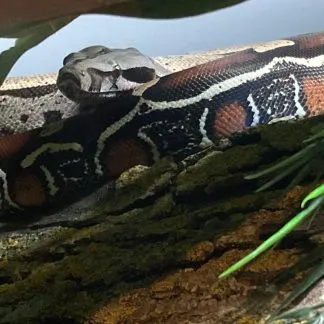 Review #232466, image #1