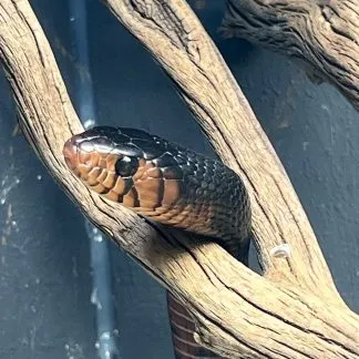 Review #232716, image #1