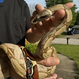 Review #232645, image #1