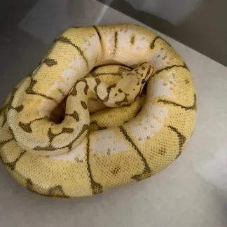 Review #230768, image #1