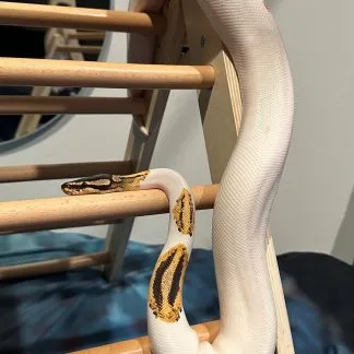 Review #233647, image #1